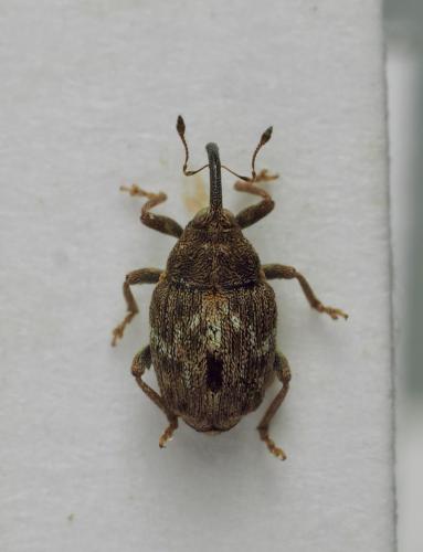 Microplontus sp.